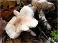 Hygrophorus arbustivus